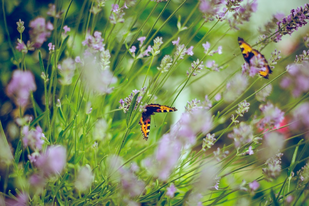 Hospital landscaping