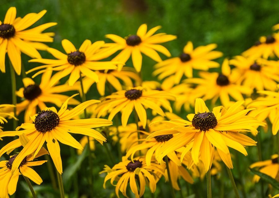 black-eye susan Pixabay flowers in the South
