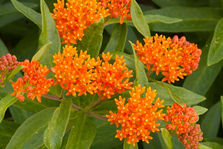butterfly weed flowers hardy enough for the south gardenia